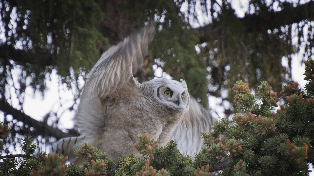Great Horned Owlet - 2