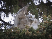 Great Horned Owlet - 2