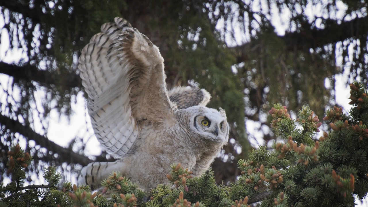 Great Horned Owlet - 3