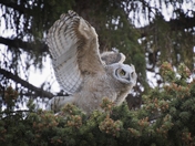 Great Horned Owlet - 3