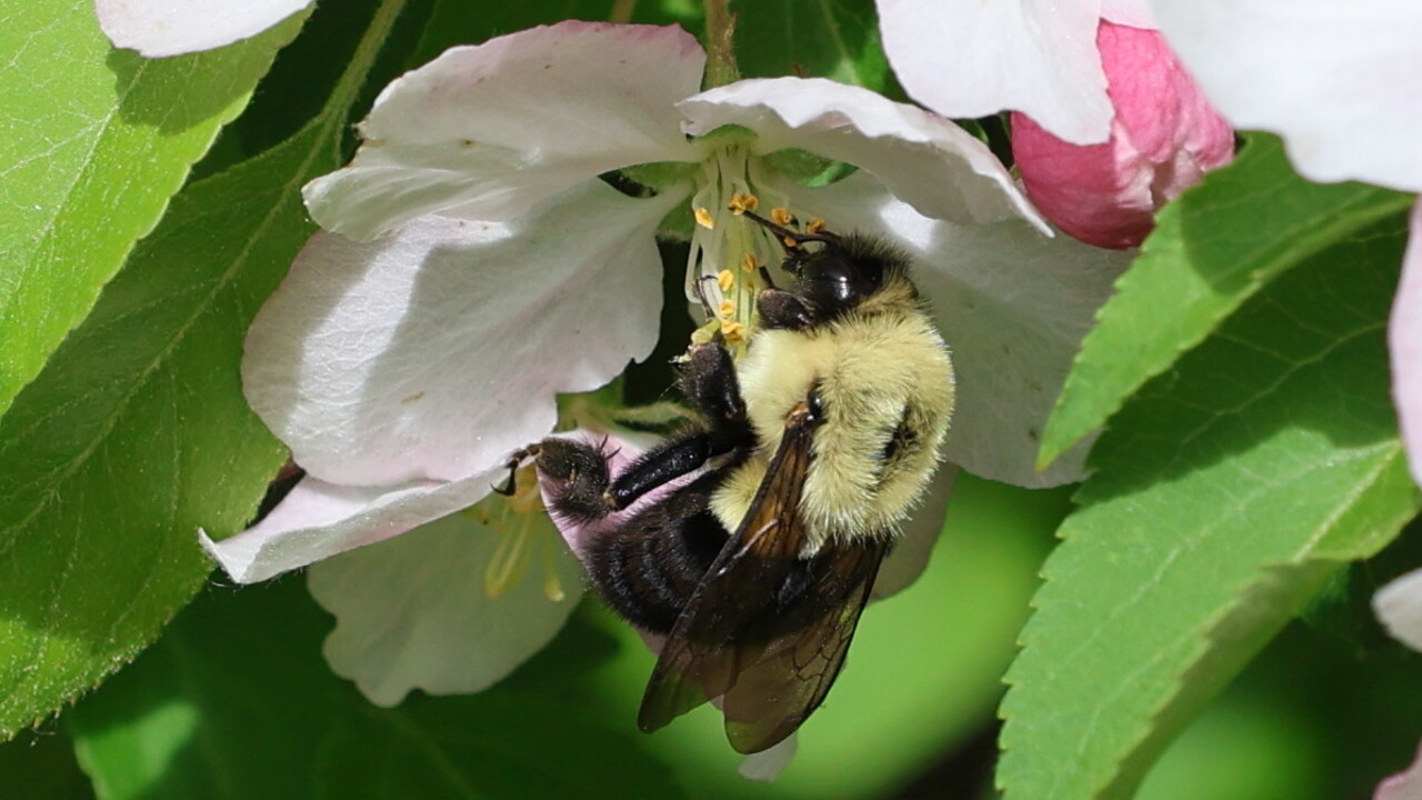 Apple Blossom Time