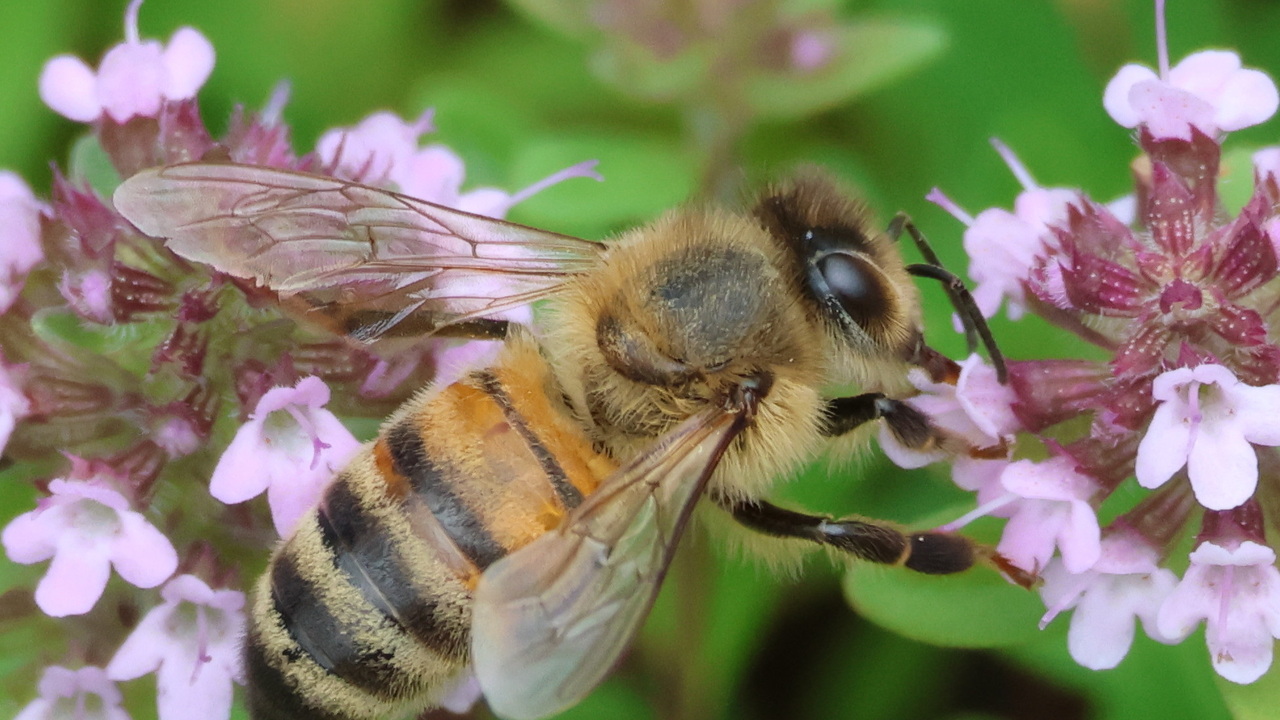 More bees