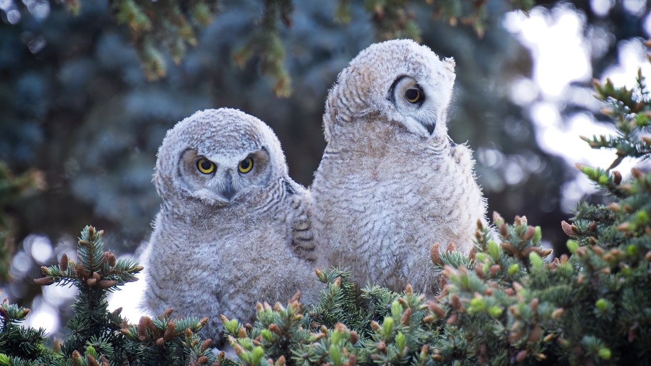 Great Horned Owlets - 2