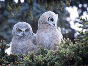Great Horned Owlets - 2