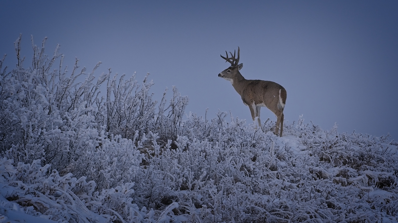 White Tailed Deer at dusk