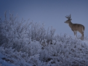 White Tailed Deer at dusk