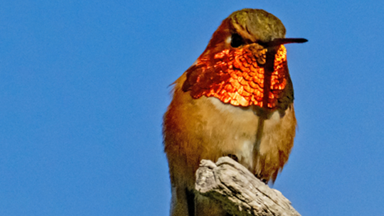 Male Rufous Hummingbird Displaying 1
