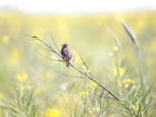 Savannah sparrow