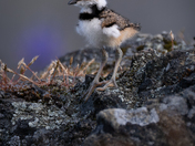 Killdeer Chick 