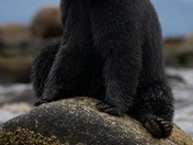 Black Bear