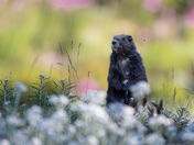 Vancouver Island Marmot