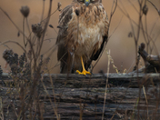 Northern Harrier