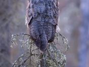 Great Gray