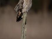Short Eared Owl