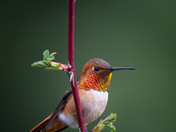 Rufous Hummingbird