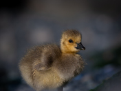 Gosling