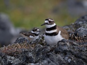 Killdeer Chick and Parent 