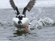Common Goldeneye