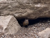 Curious Chipmunk