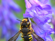 This yellow and black colored wasp attracted to the tufted vetch.
