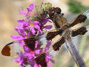 Dragonfly on CATTAIL FLOWER