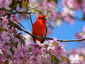 Scarlet Tanager 