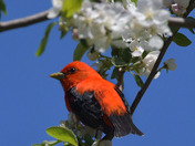Scarlet Tanager