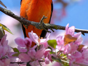 Scarlet Tanager 