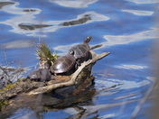 Sunbathing painted turtles