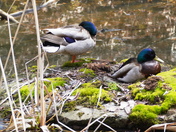 Blue mallards