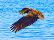 From A Rocky Perch