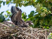 Eaglet testing wings