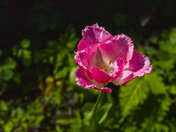 So Brilliantly It Blooms......