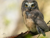 Baby saw whet owl 