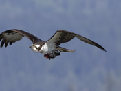 Osprey