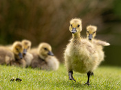 Goslings