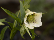 Helleborus