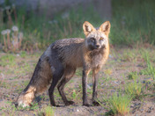 Handsome Fox
