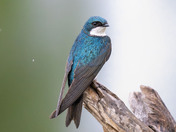 Tree Swallow