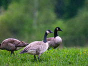 Water off a duck's (goose's) back