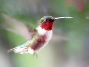 Ruby-Throated Splendor
