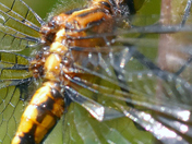 close-up of the central section of a dragonfly