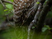 A Beautiful Barred Owl