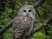 Barred Owl