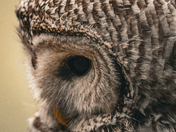 Detailed Barred Owl