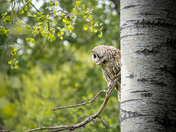 Scoping A Hunt