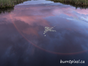 Bog Rainbow