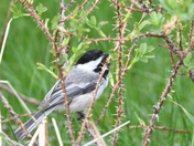 Black Capped Chickadee