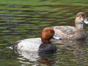 Redhead drake and mate