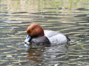 Redhead taking a drink